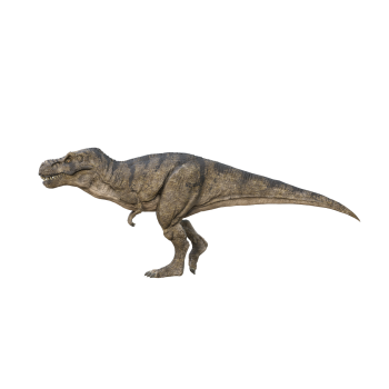 3D animation of Tyrannosaurus rex model
