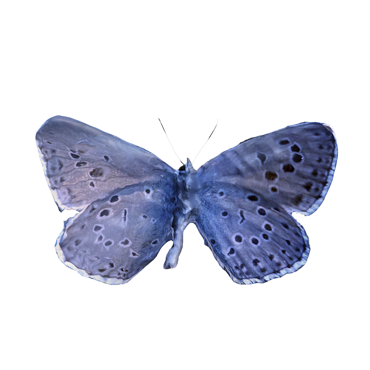 Large Blue Butterfly Specimen