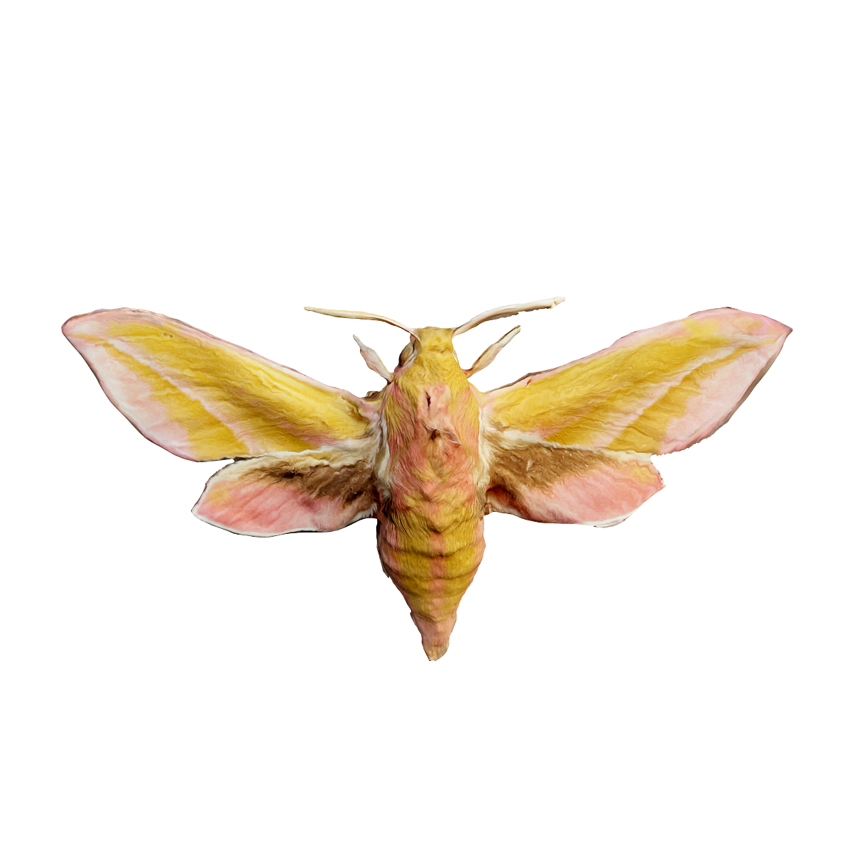 Elephant hawk moth specimen