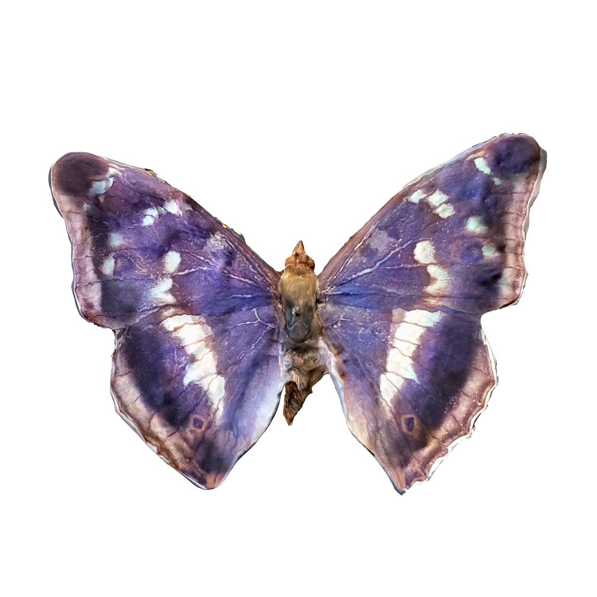 Imperial Purple Butterfly Specimen