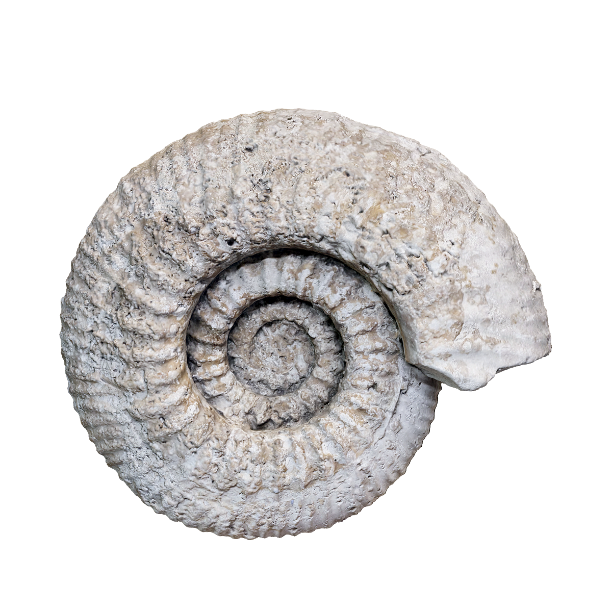 Ammonite fossil
