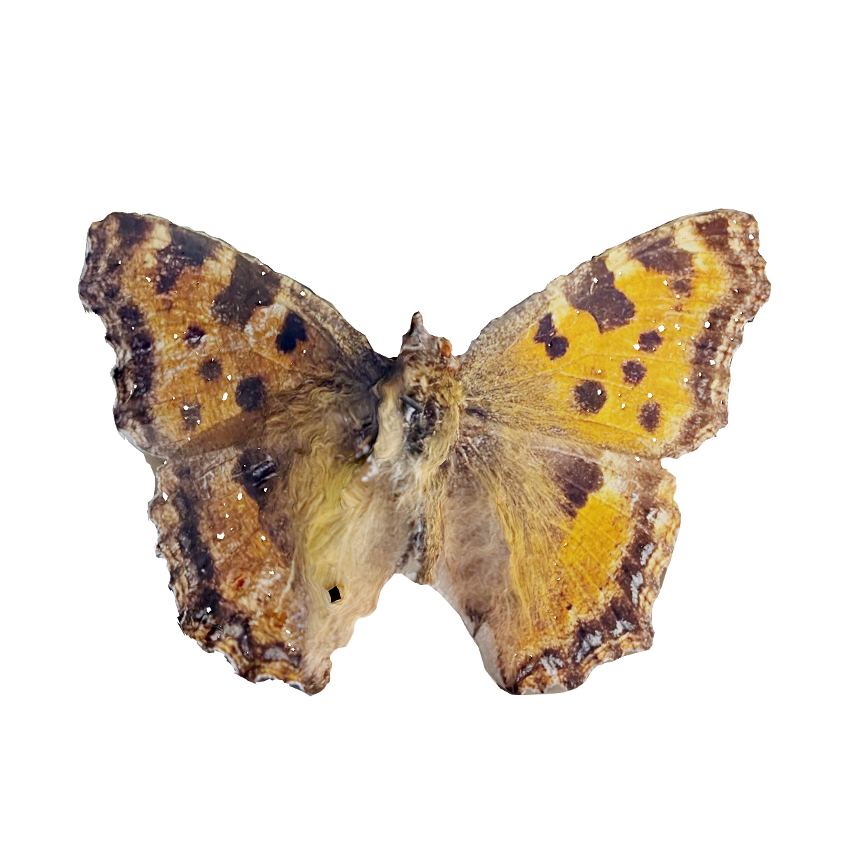 Specimen of large hawksbill butterfly