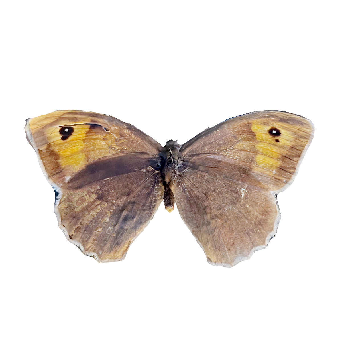 Specimen of Grassland Brown Butterfly