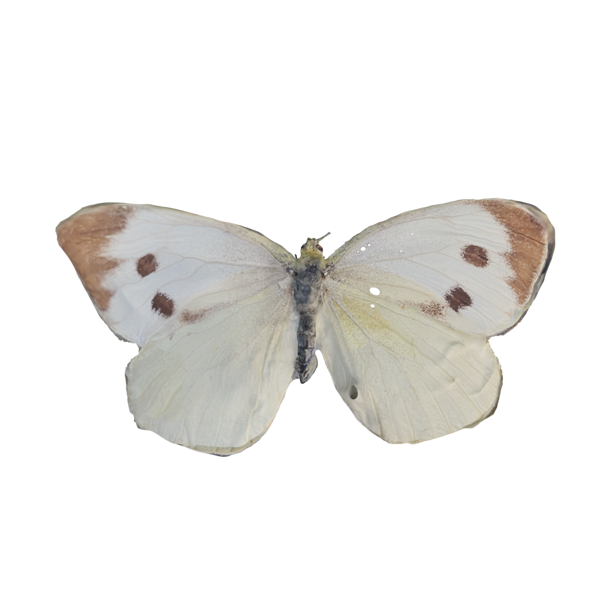 large cabbage butterfly specimen