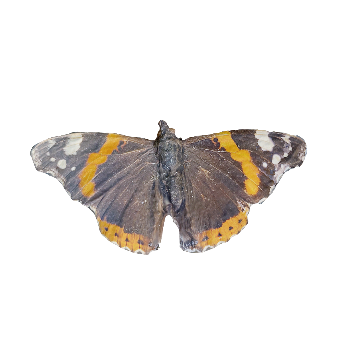 red butterfly specimen