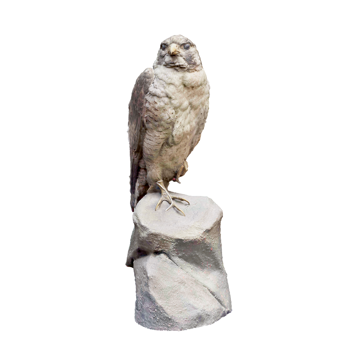 Peregrine Falcon Specimen