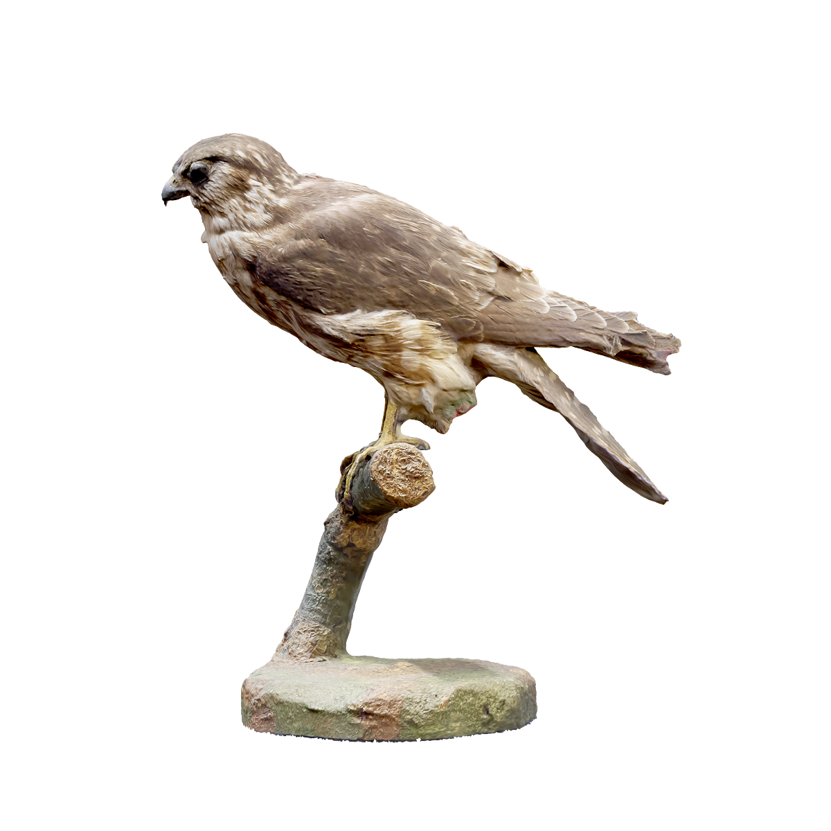 Kestrel specimen