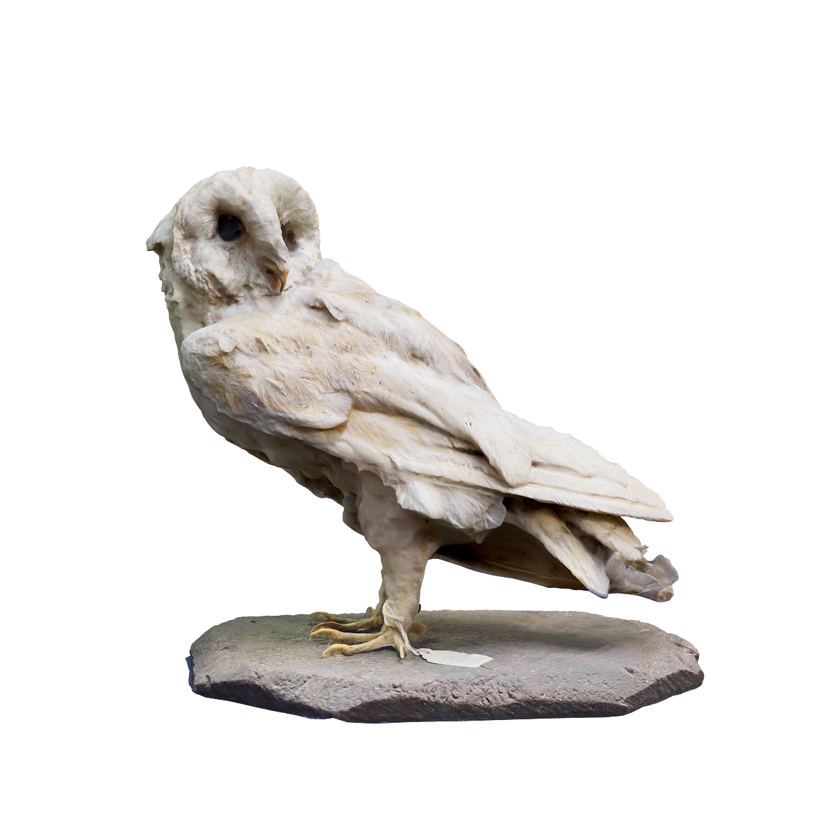 Barn Owl Specimen