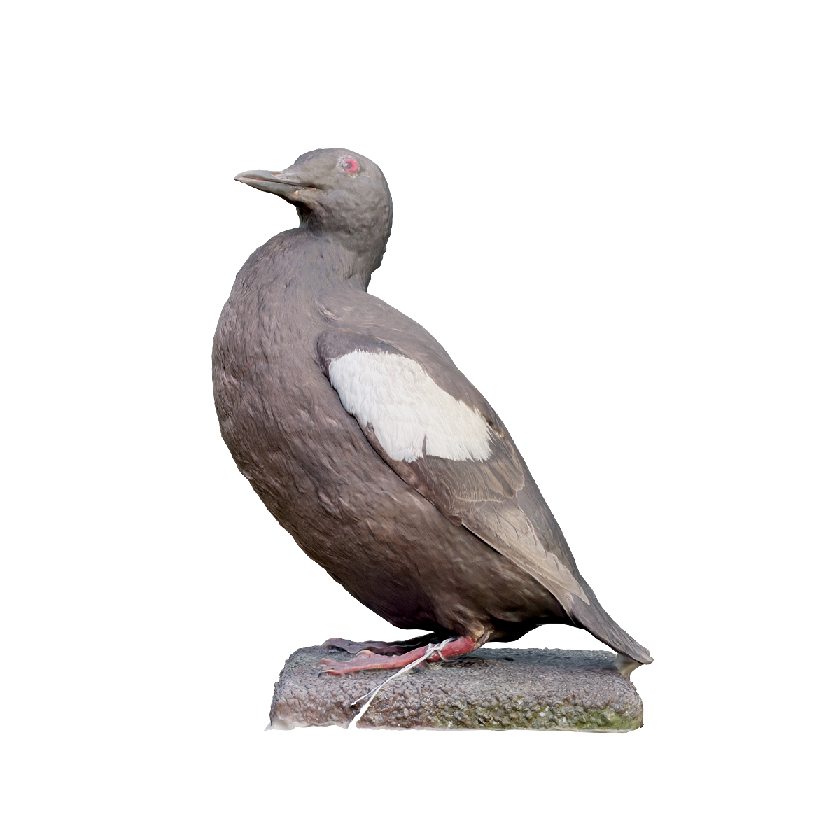 black turtle specimen