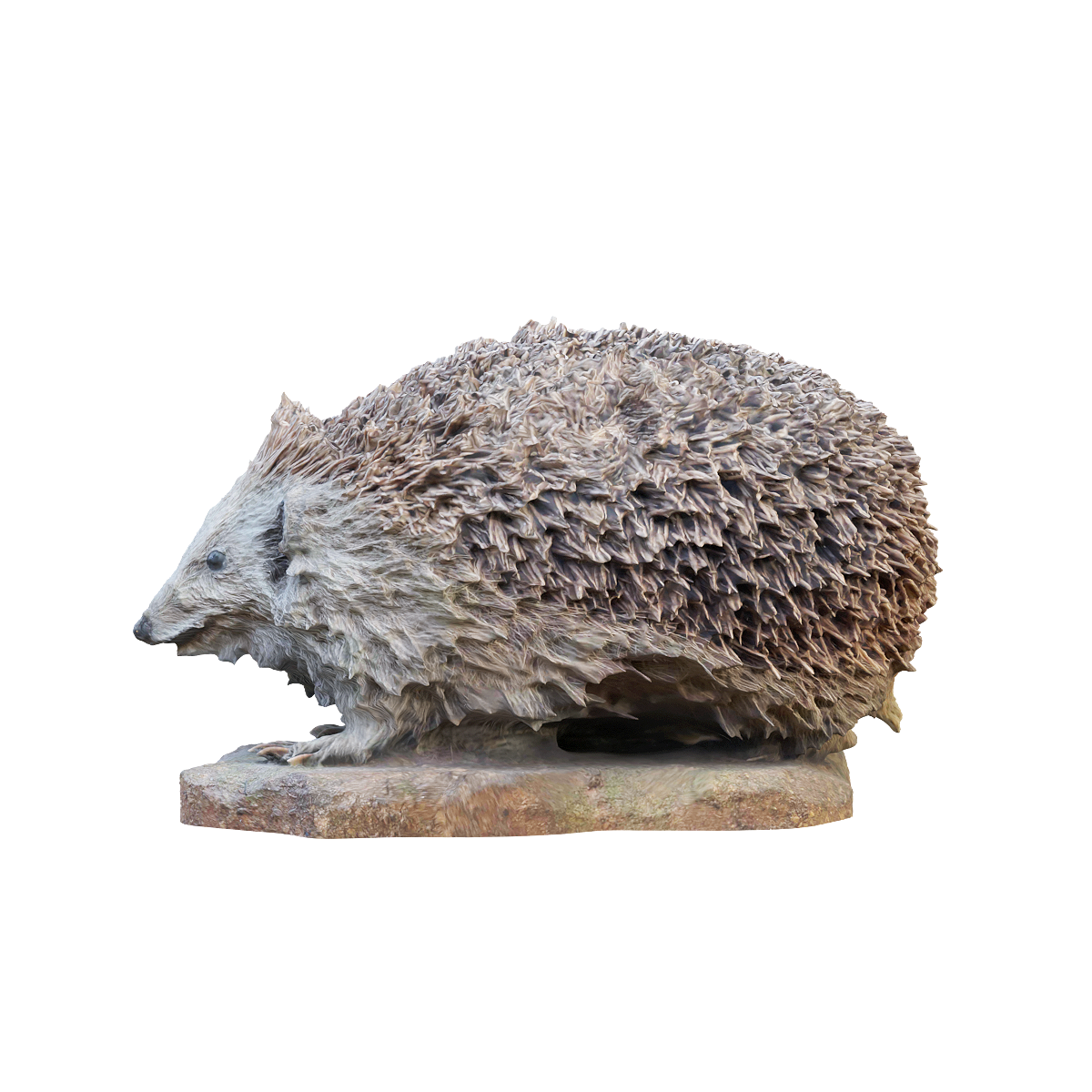 Hedgehog specimen