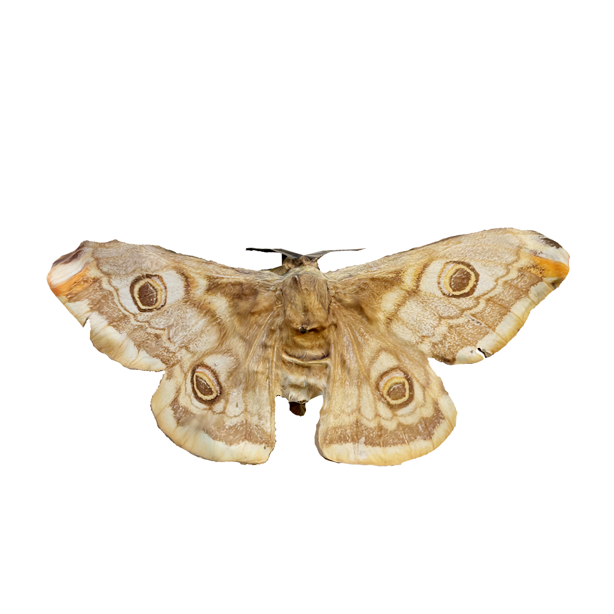 Monarch Moth Specimen