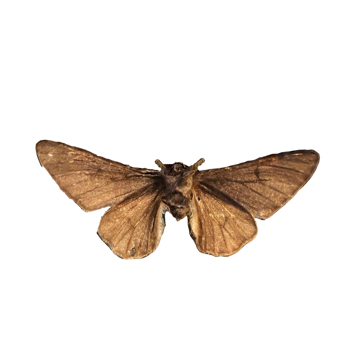 Specimen of moth (Carbophora)