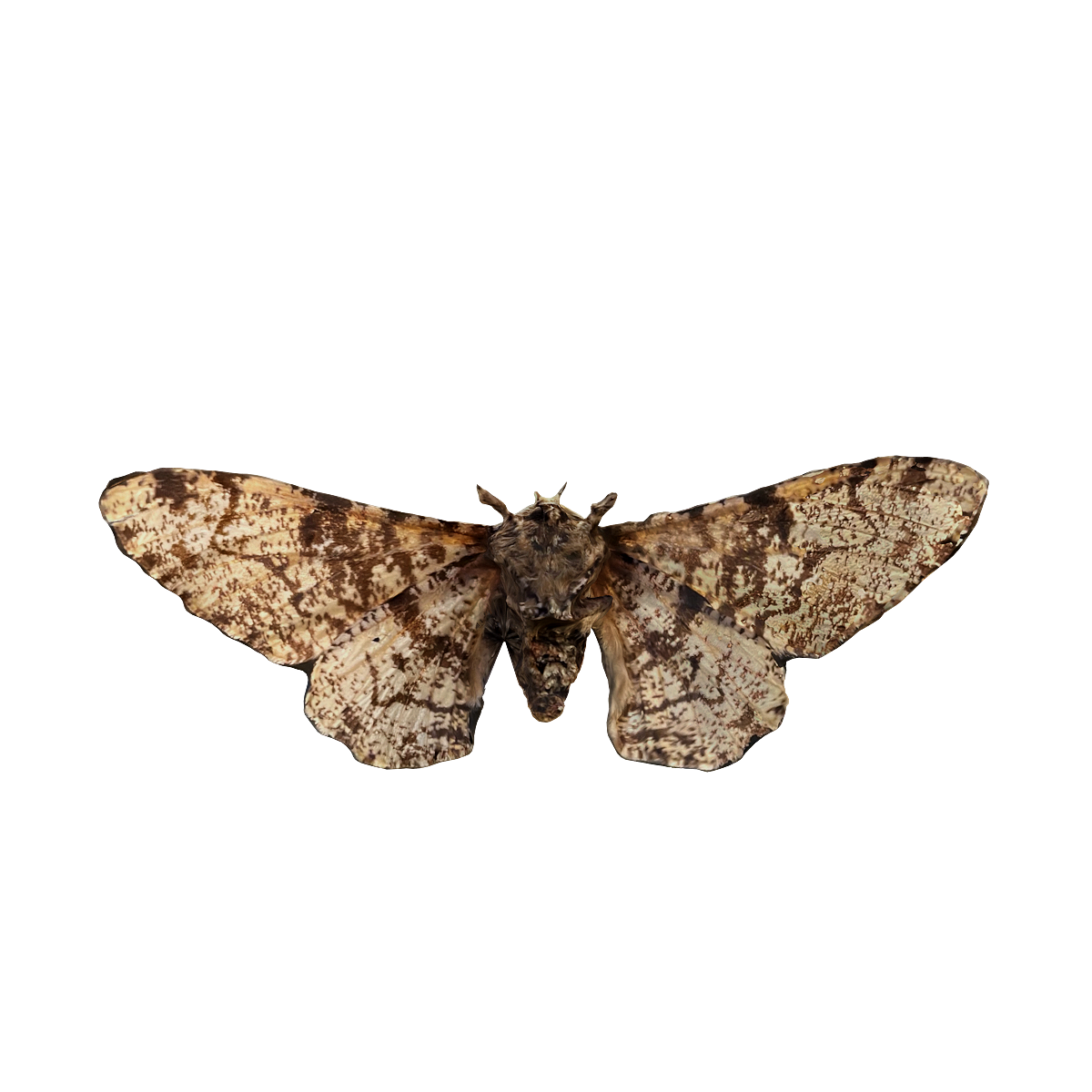 Specimen of moth (brown spotted variant)