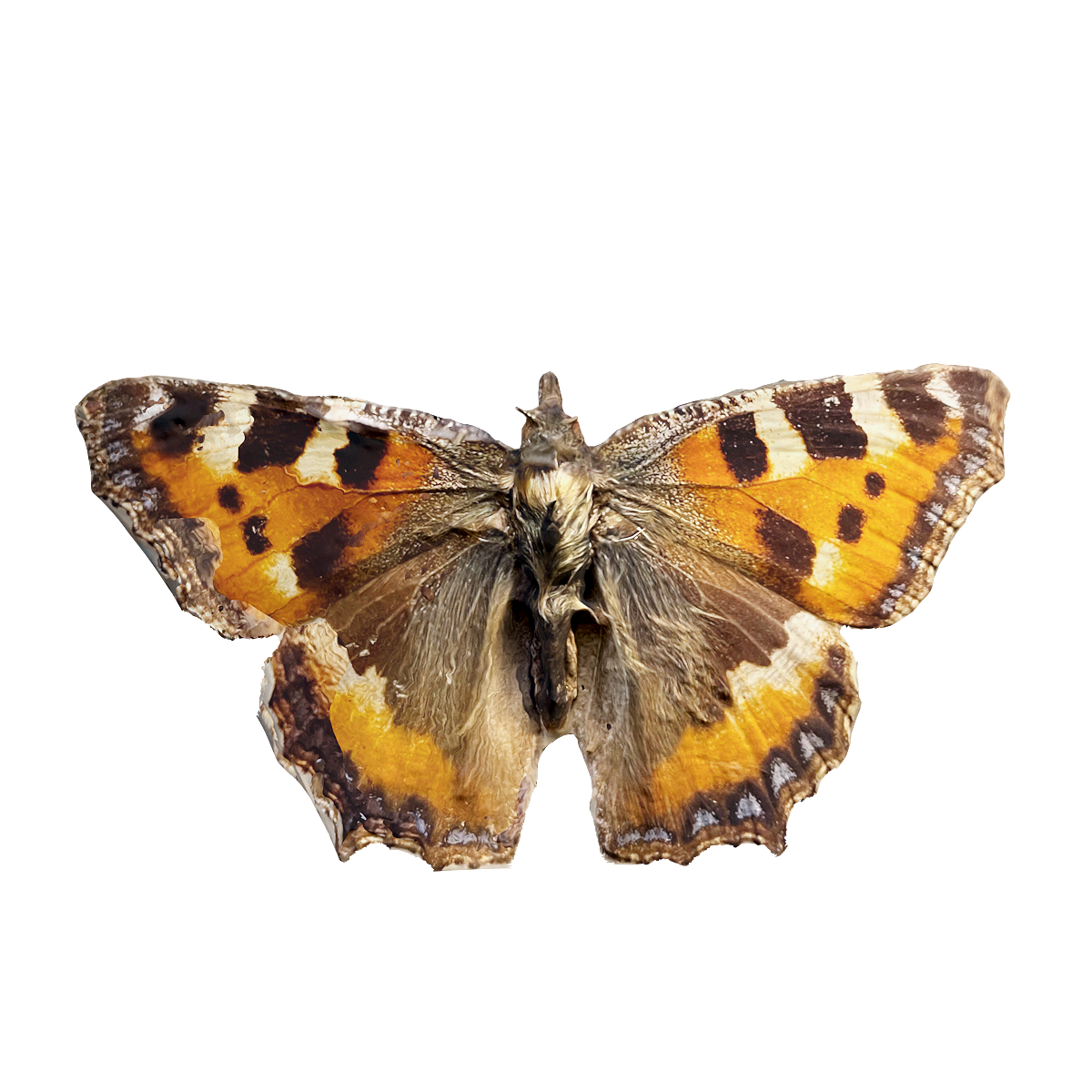 Nymphalid specimen of nettle