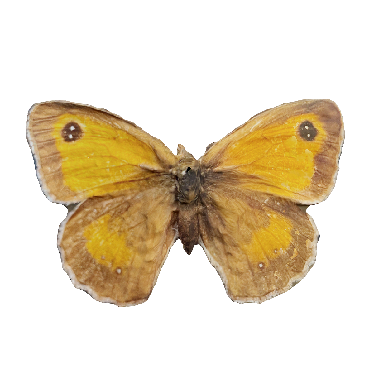Specimen of Dahuang Butterfly