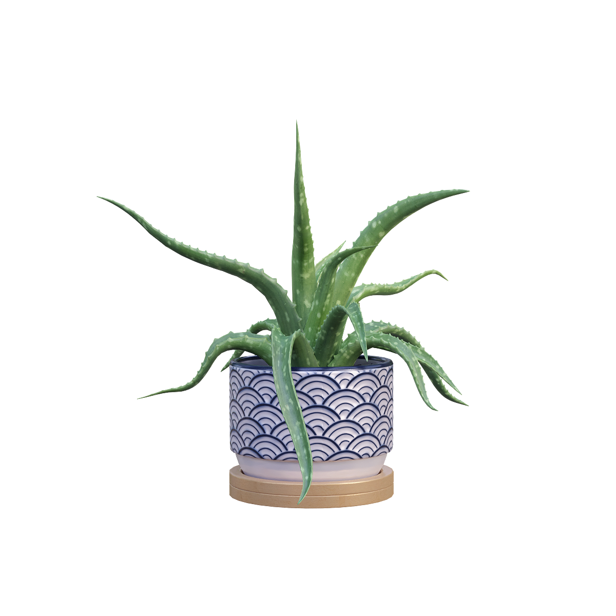 Domestic Aloe Green Plant