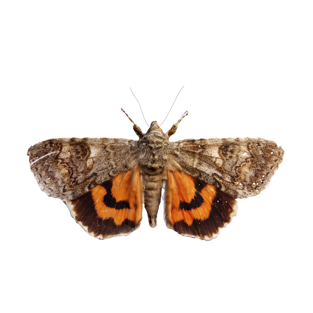 red-winged moth specimen