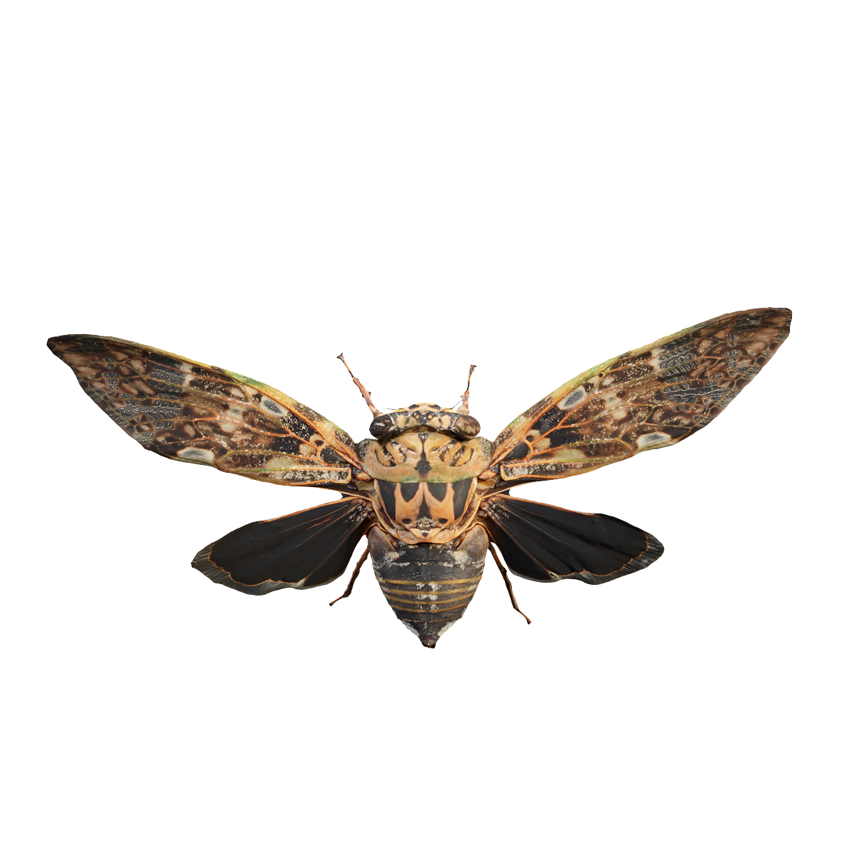 (mantis) specimen