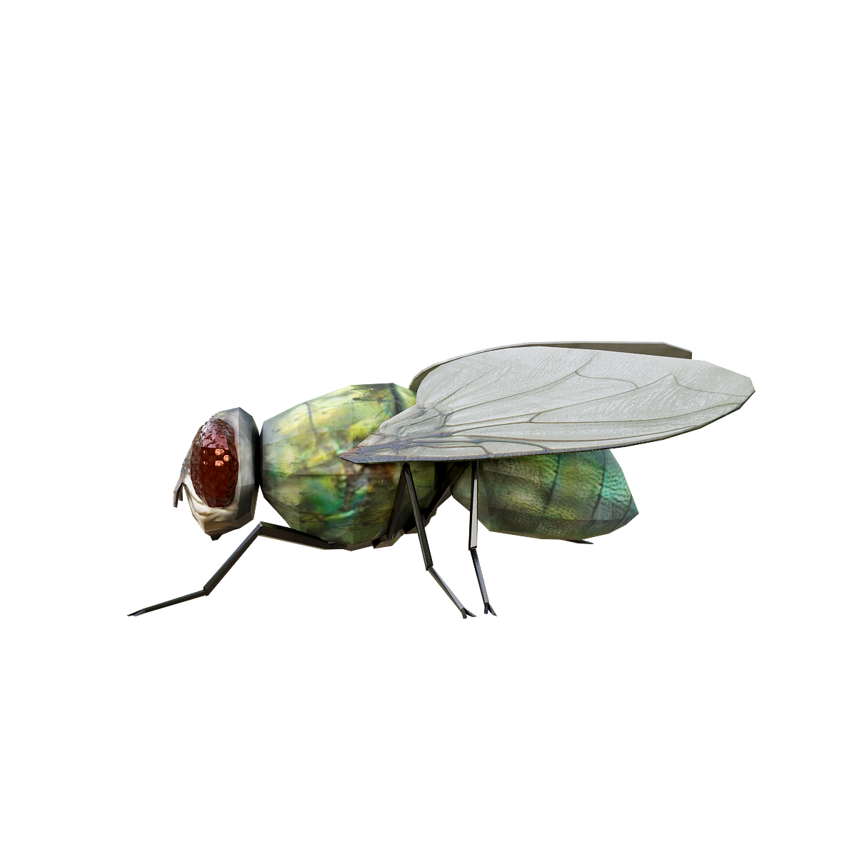 Flies 3D animated model