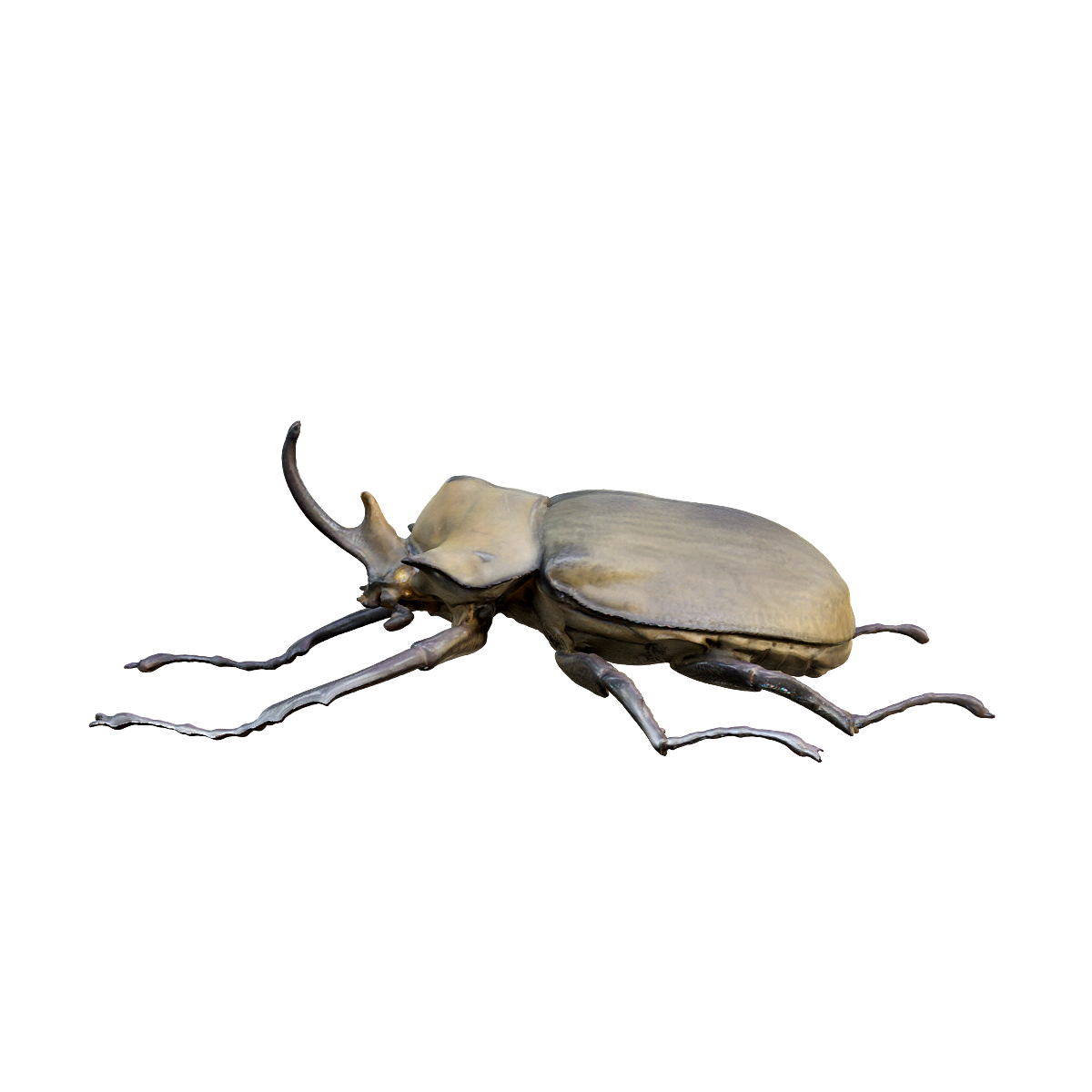 Elephant beetle specimen