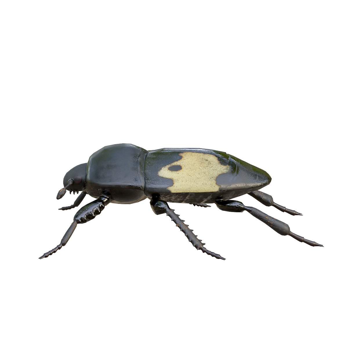 Broken grain rotten Yan Jia