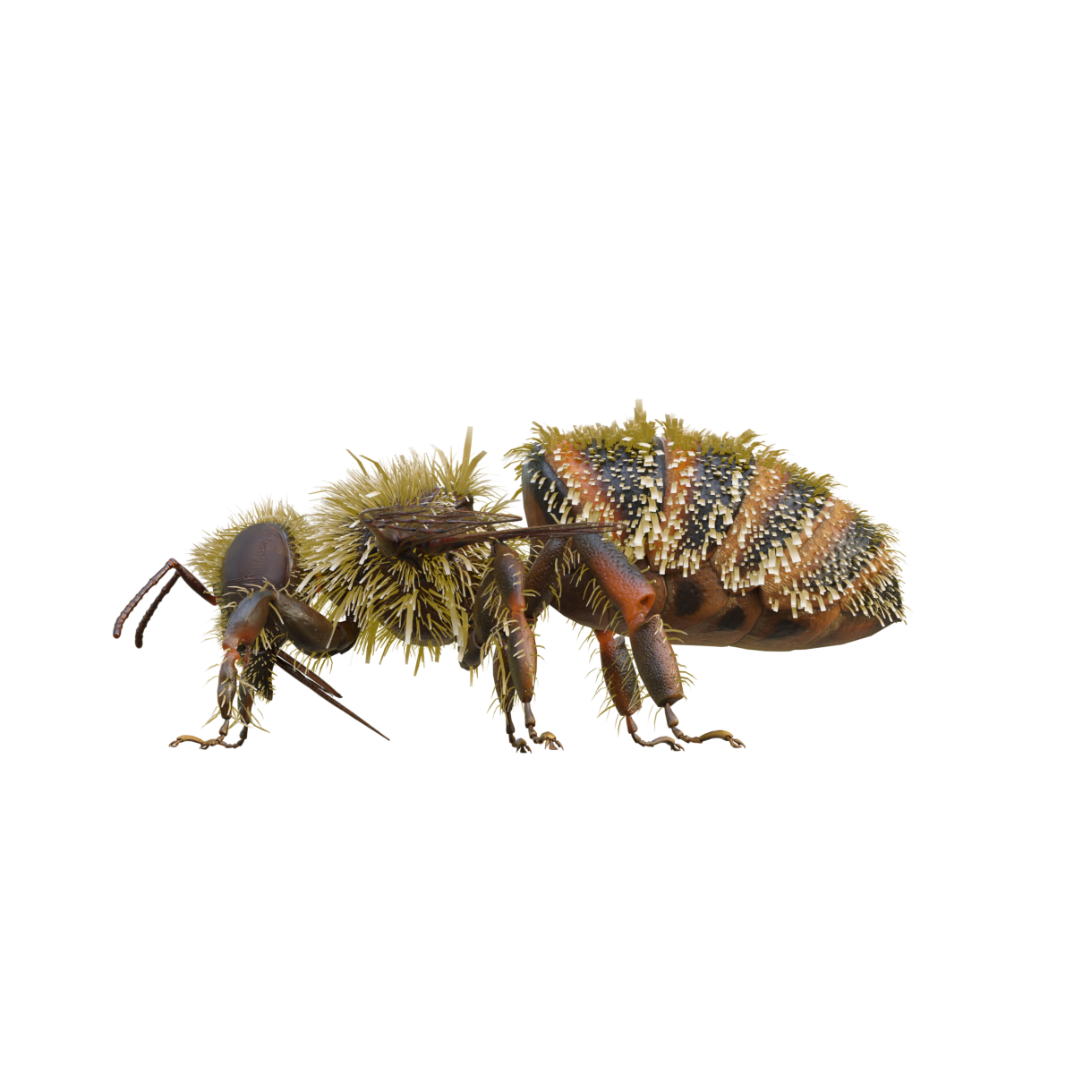 3D model of a bee