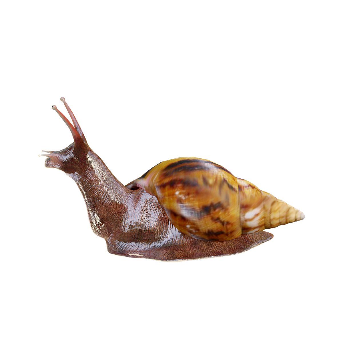 African Snail