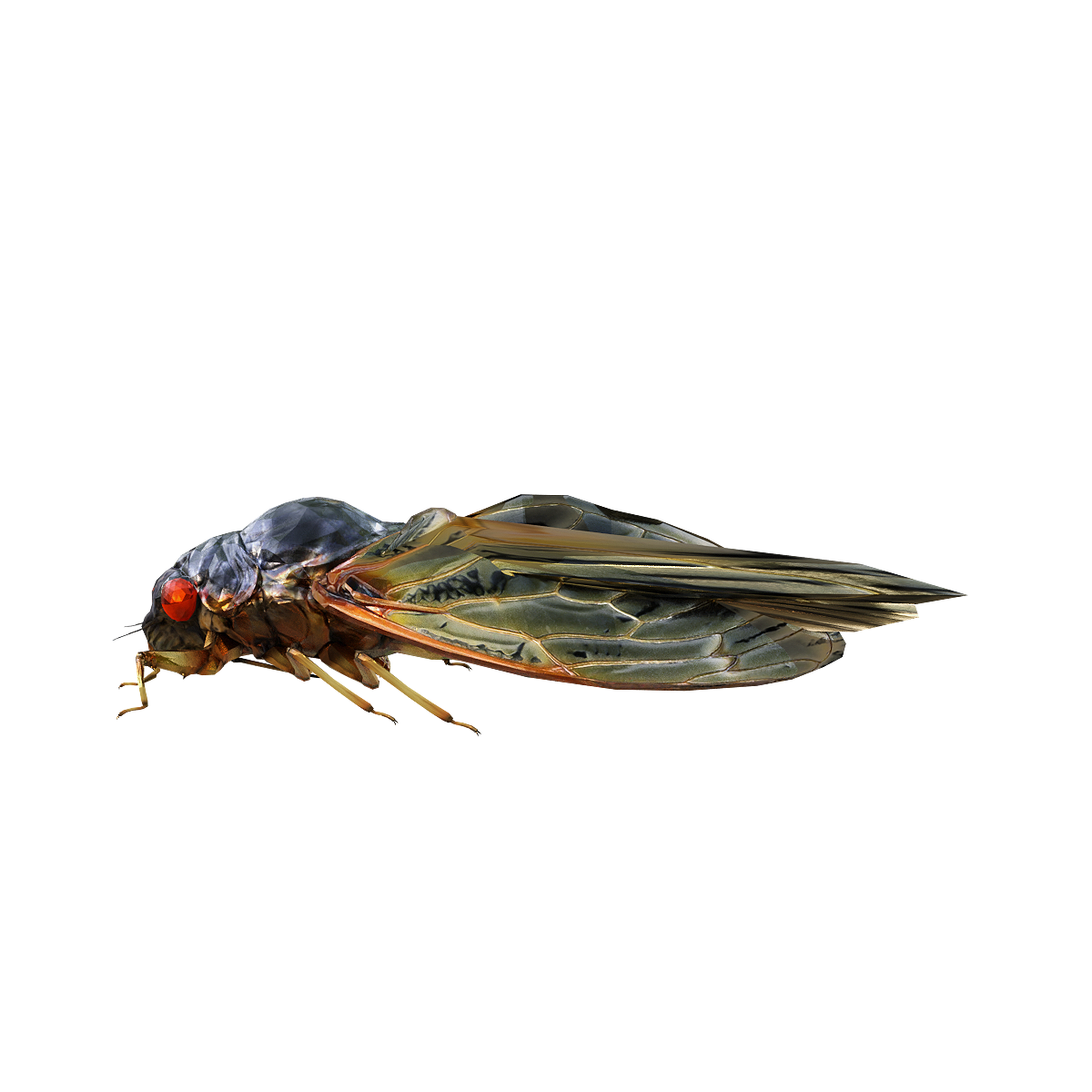 Pharaoh Cicada 3D Animation Model