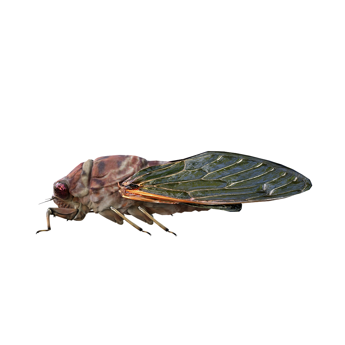 Emperor Cicada 3D Model Animation