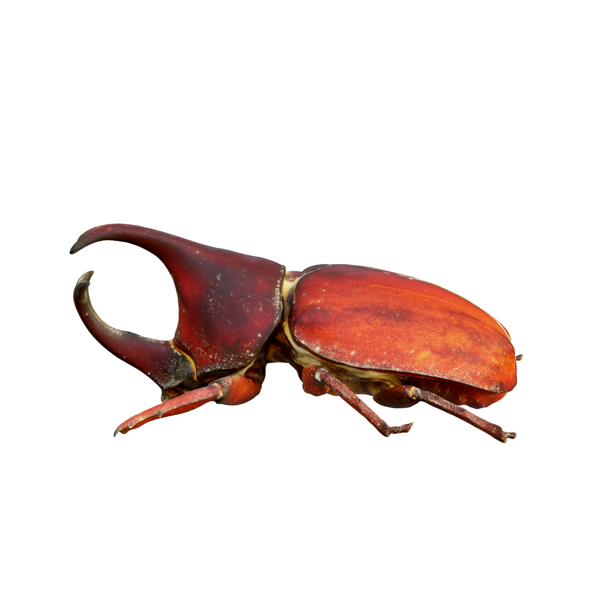 Red rhinoceros tortoise