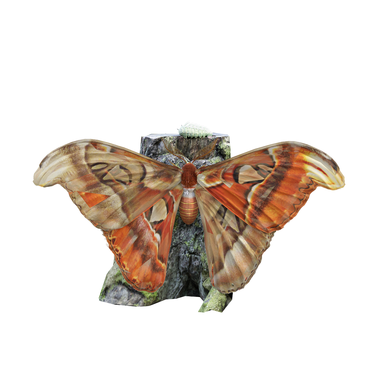 Sapium silkworm moth 3D animation model