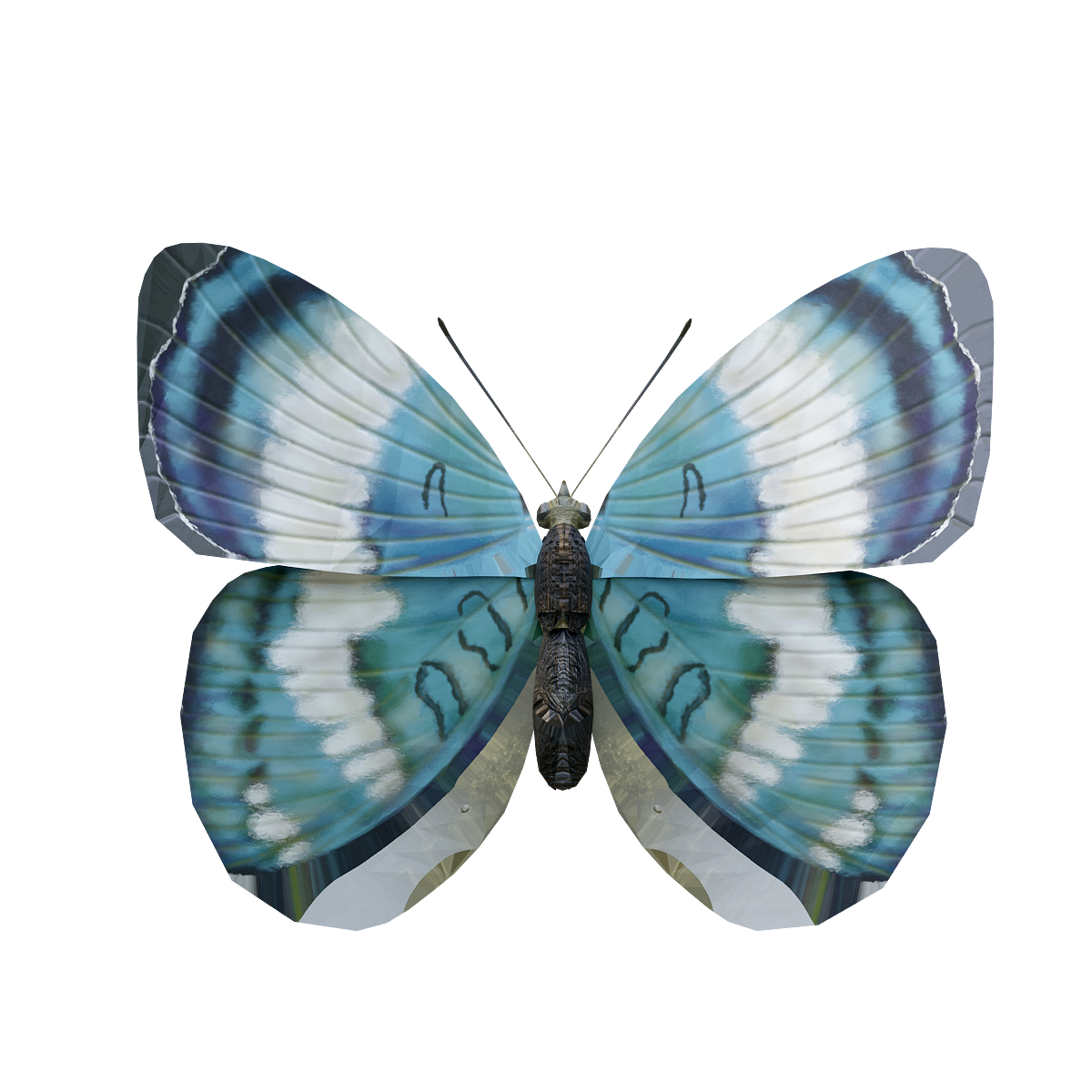 Flash Butterfly 3D Model Animation