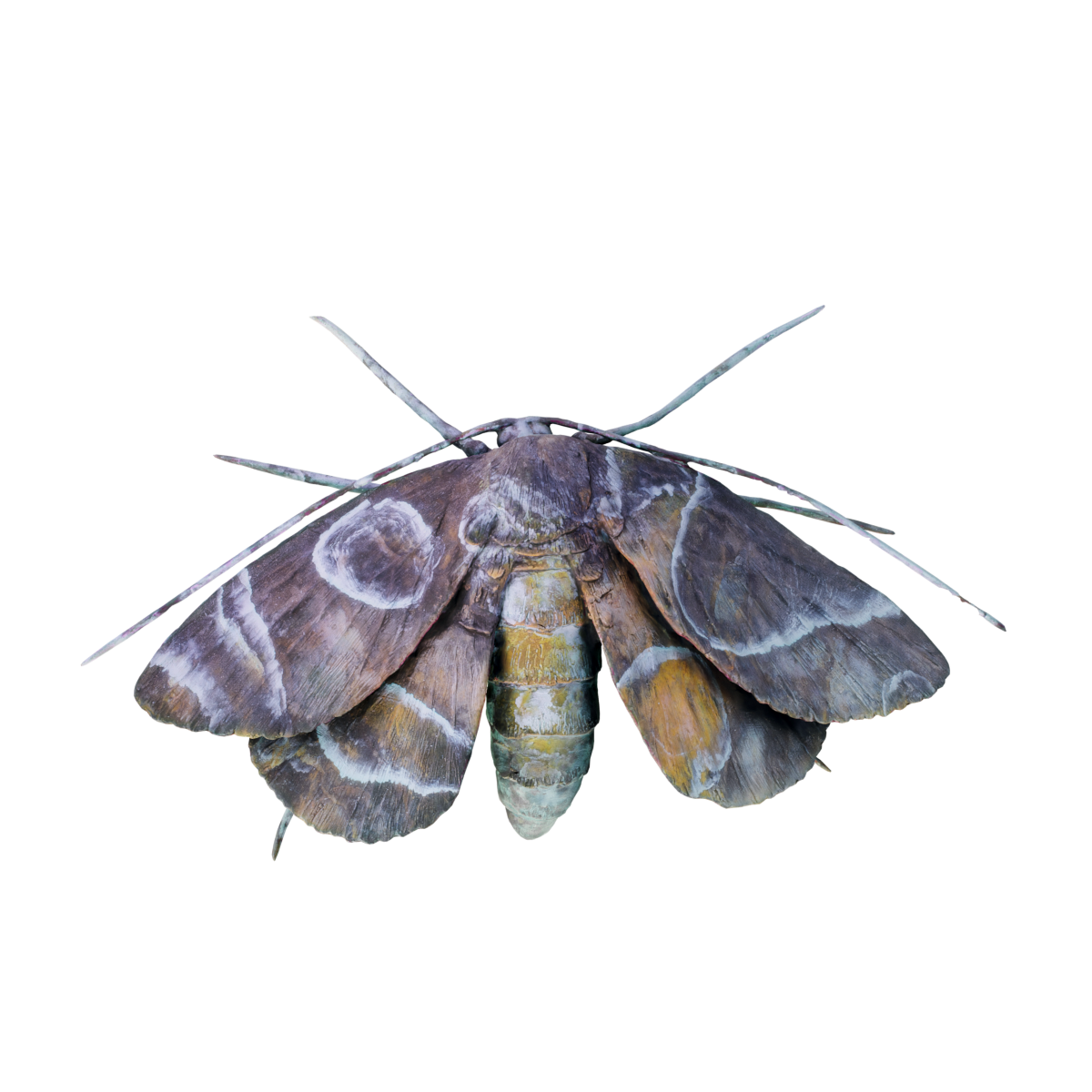 moth