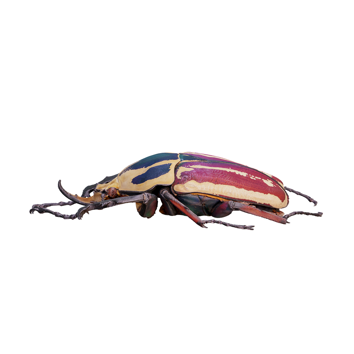 Uganda Flower Tortoise