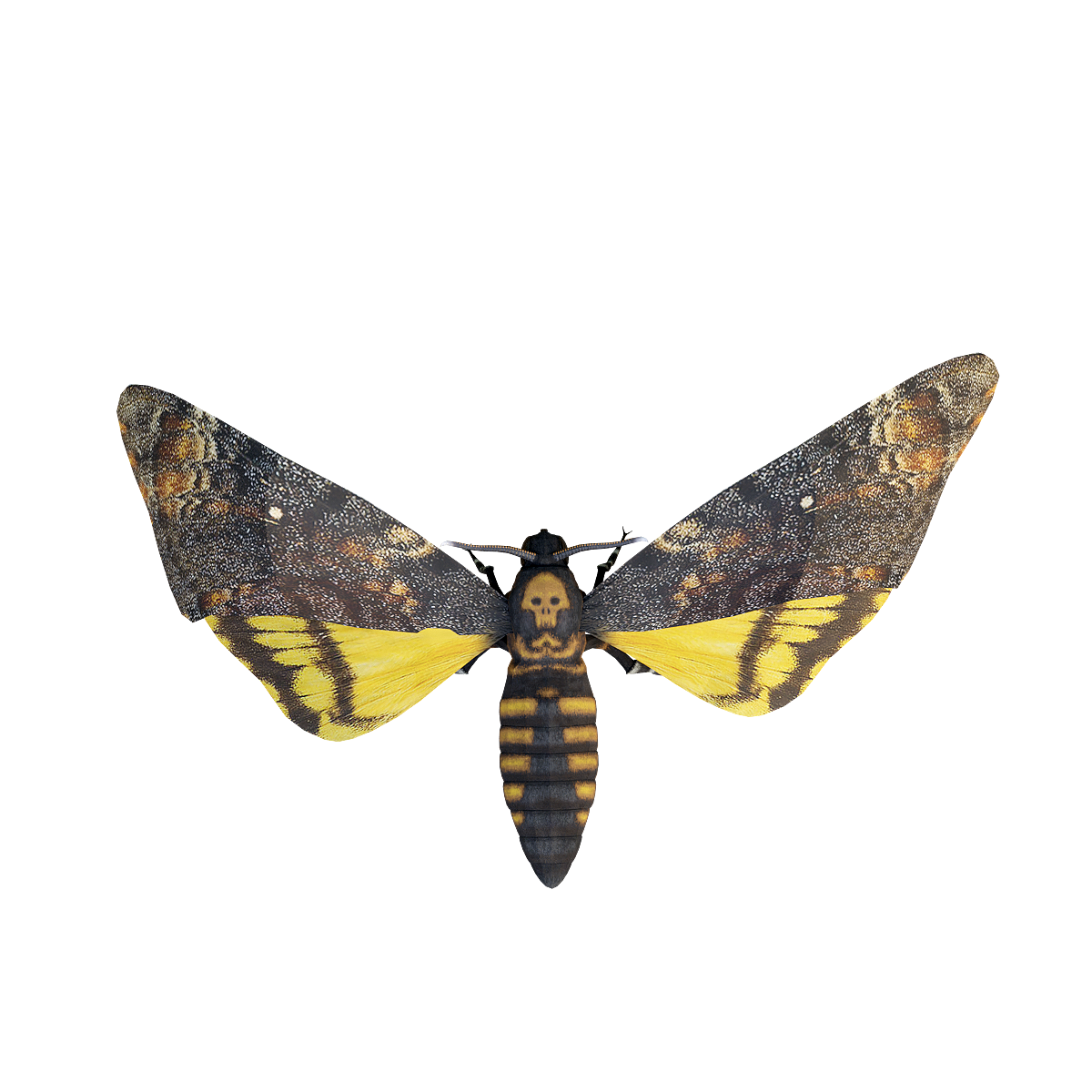 3D animated model of grimace moth