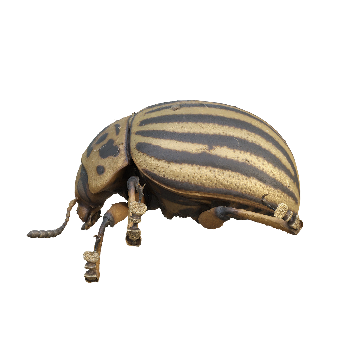 potato beetle