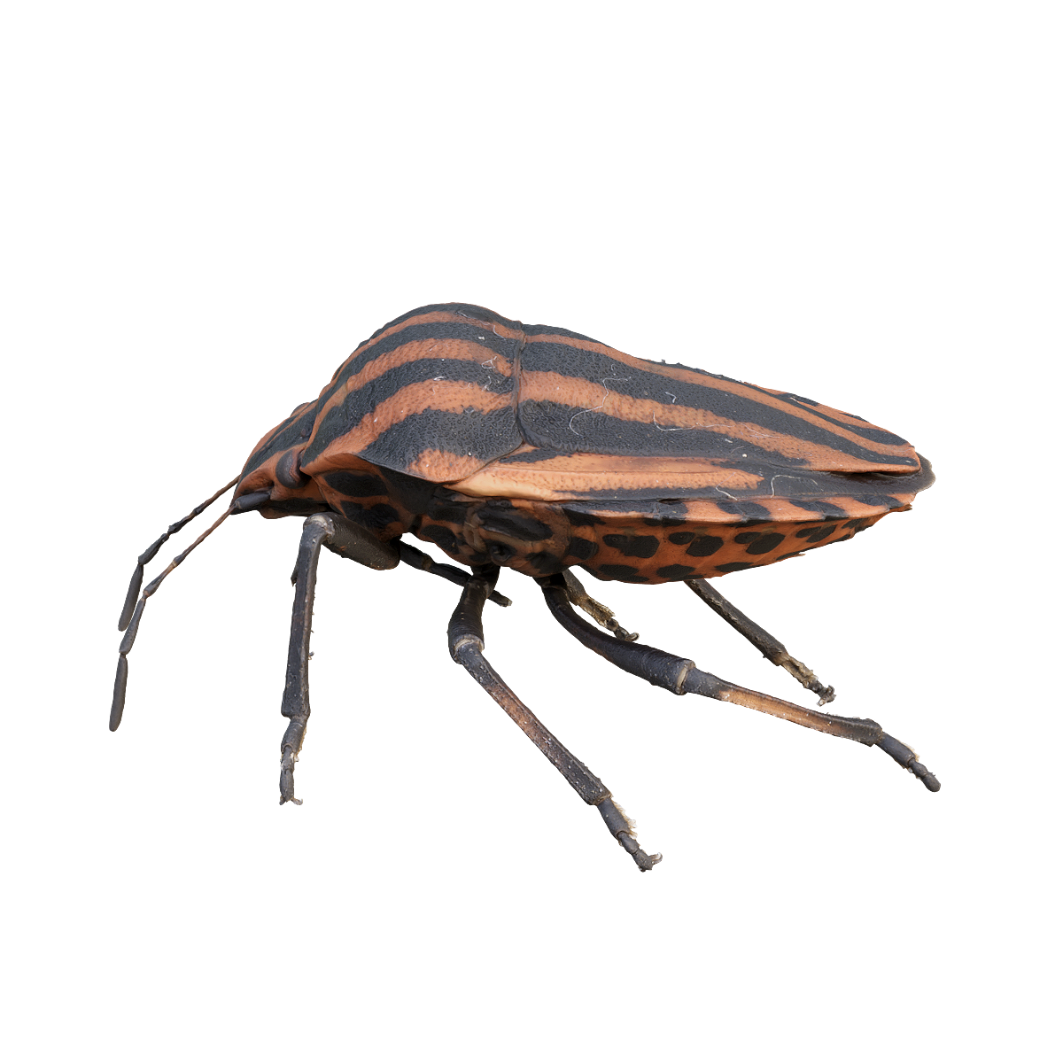 stripe shield bug