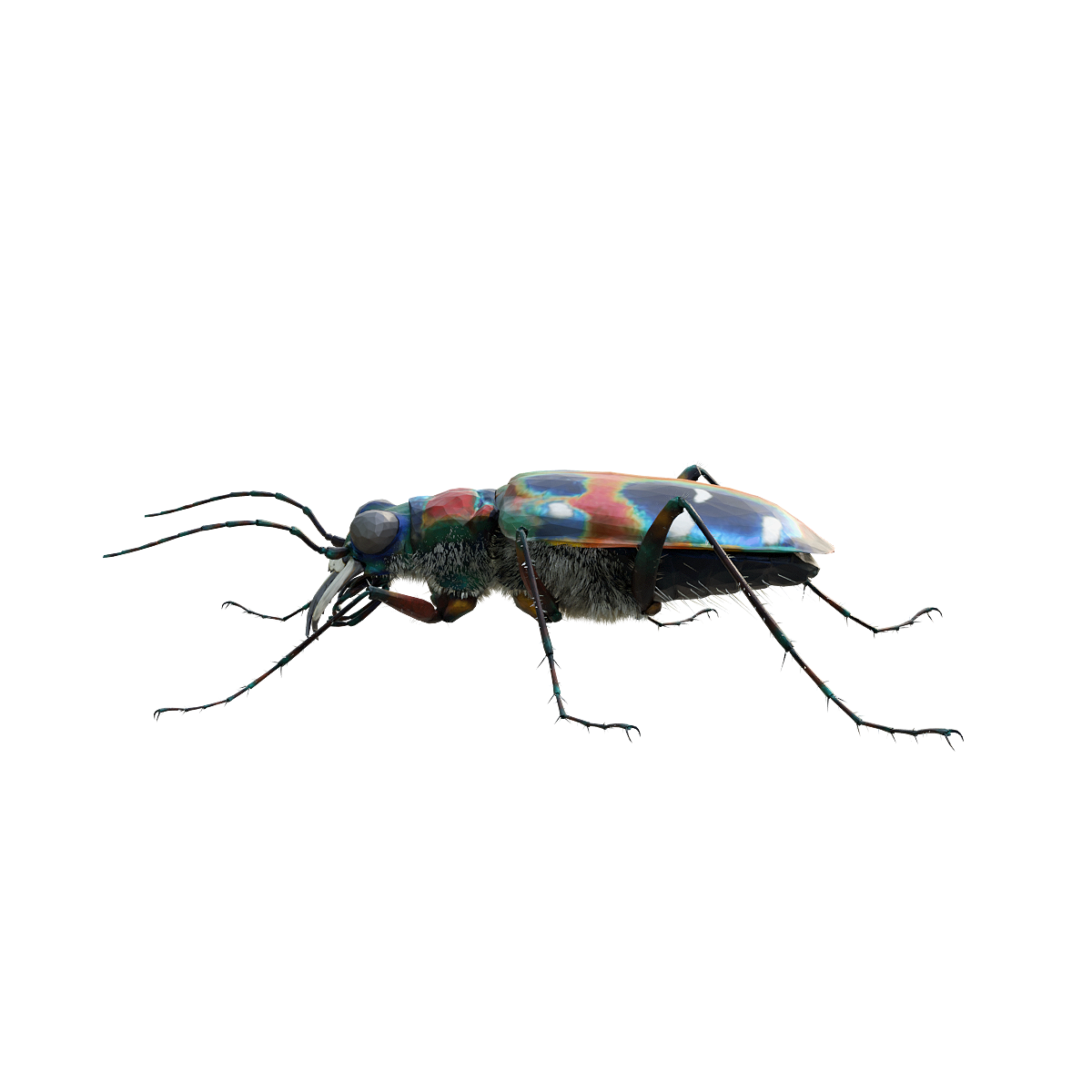 Tiger Beetle 3D Animated Model