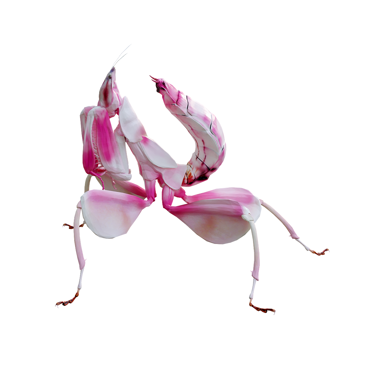 Orchid Mantis 3D Model Animation