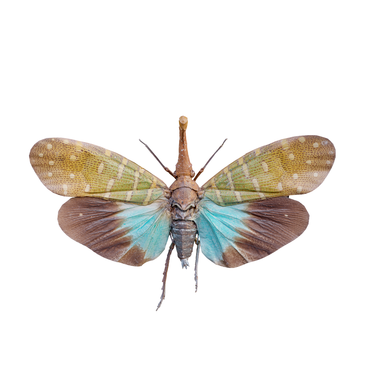 Borneo Lantern Fly Specimen