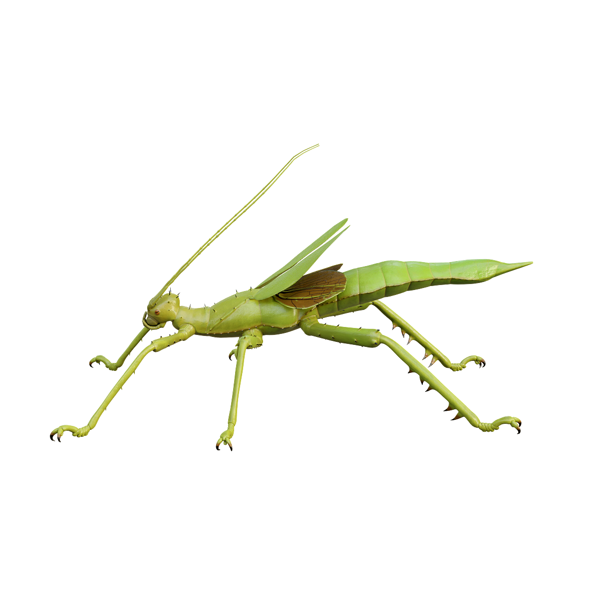 giant flat stick insect