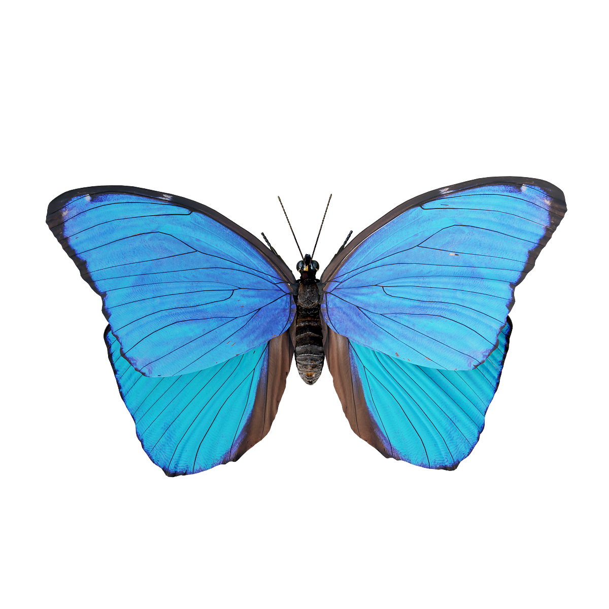 Big Blue Flash Butterfly