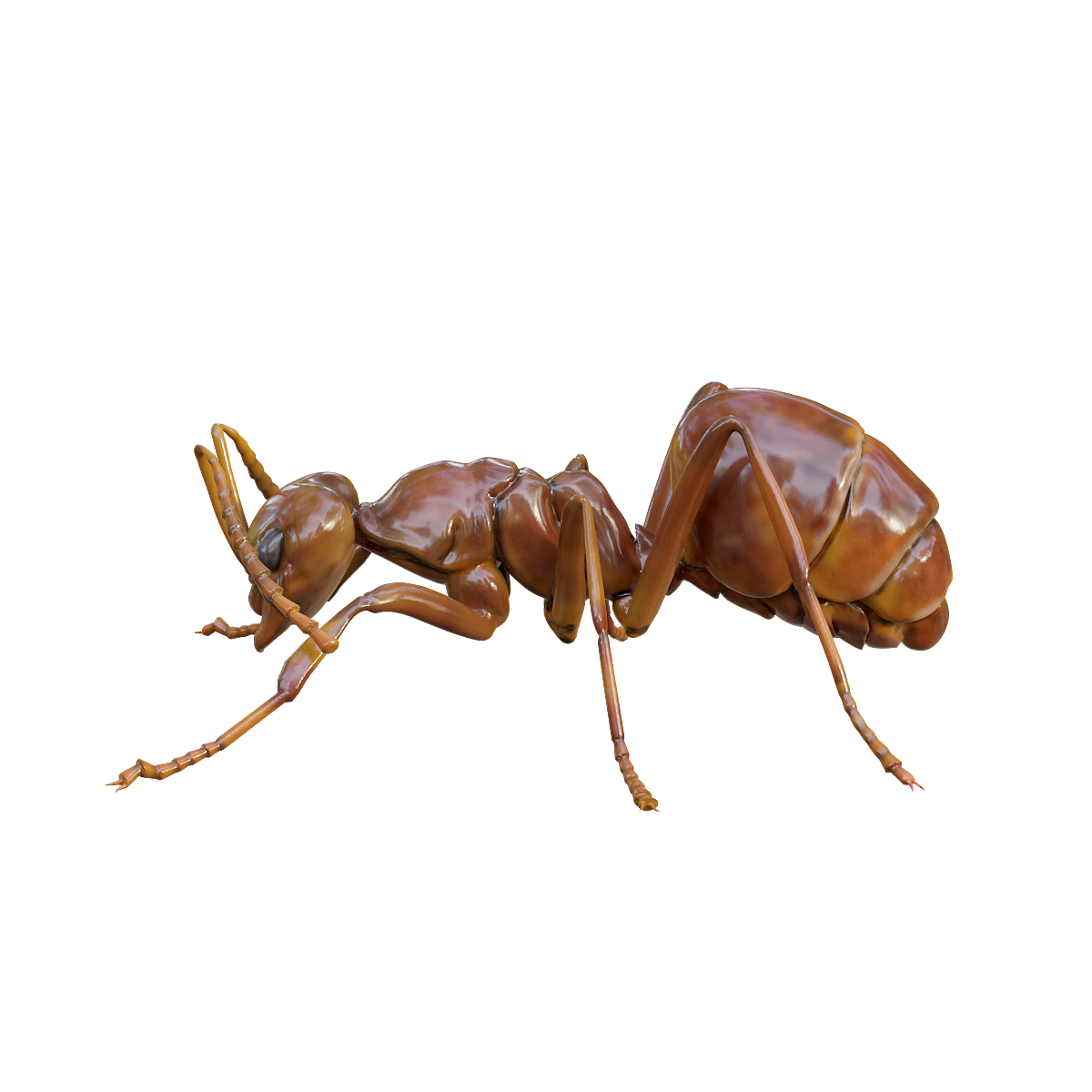 Black Garden Ant