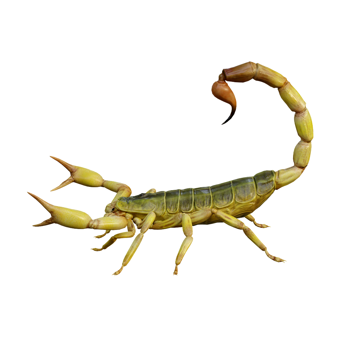 Five-line slippery-tailed scorpion