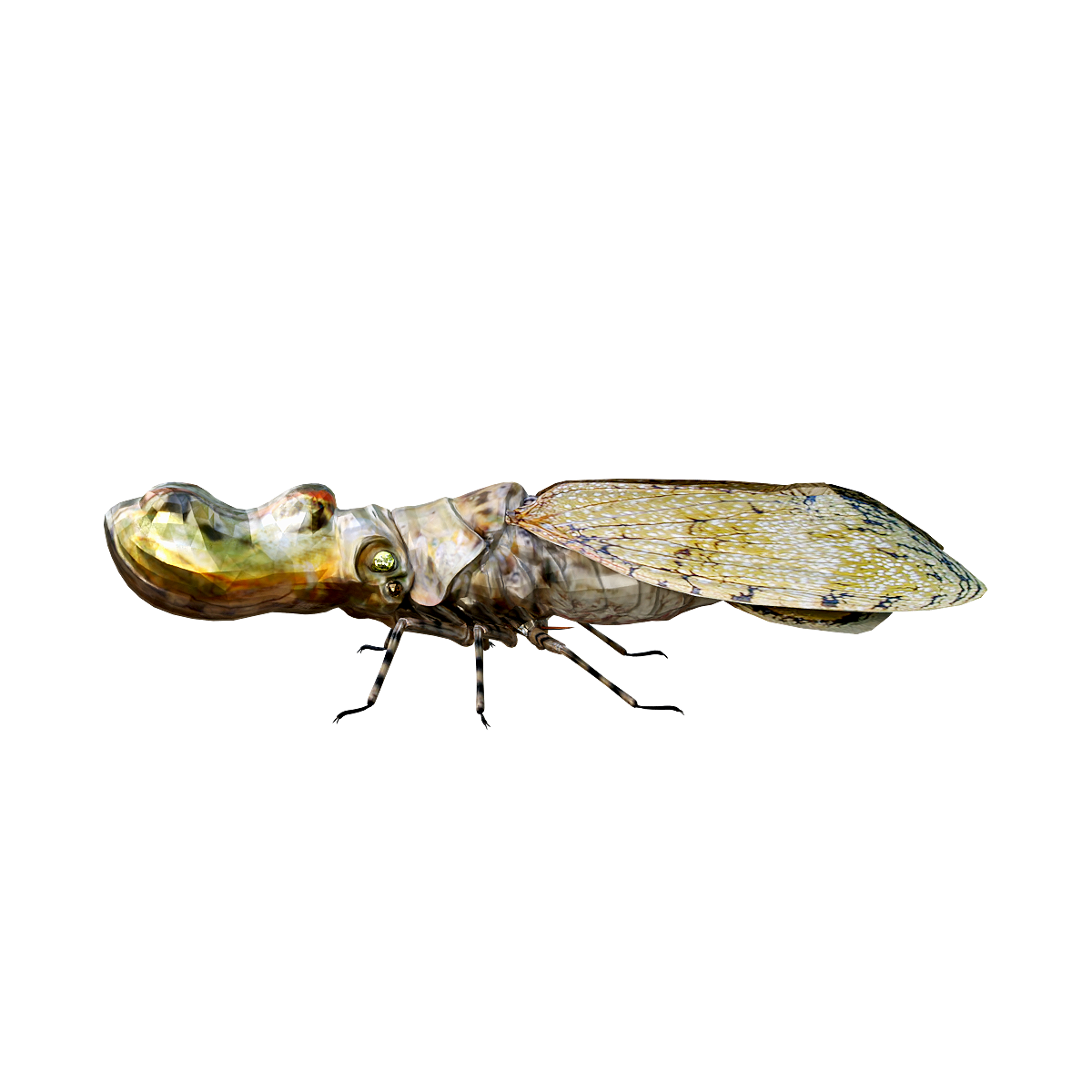 South America Lantern Wax Cicada 3D Model Animation