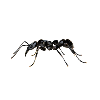 Giant Ants