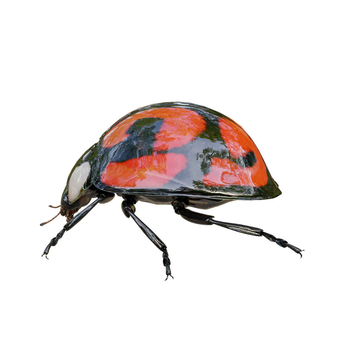 Six-spot hetero ladybug