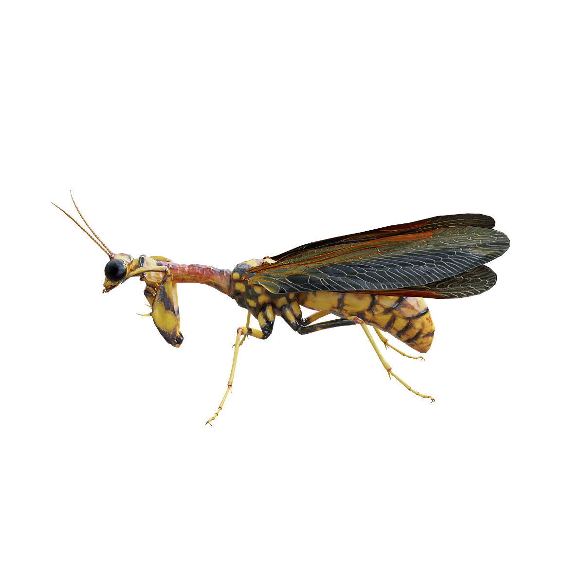 3D model animation of gladiator lacewings