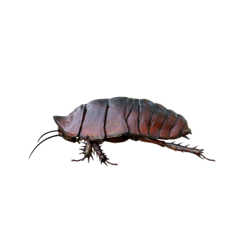 Giant Cockroach 3D Model Animation