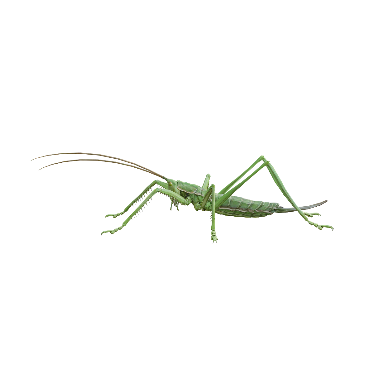 3D animation model of parthenogenetic